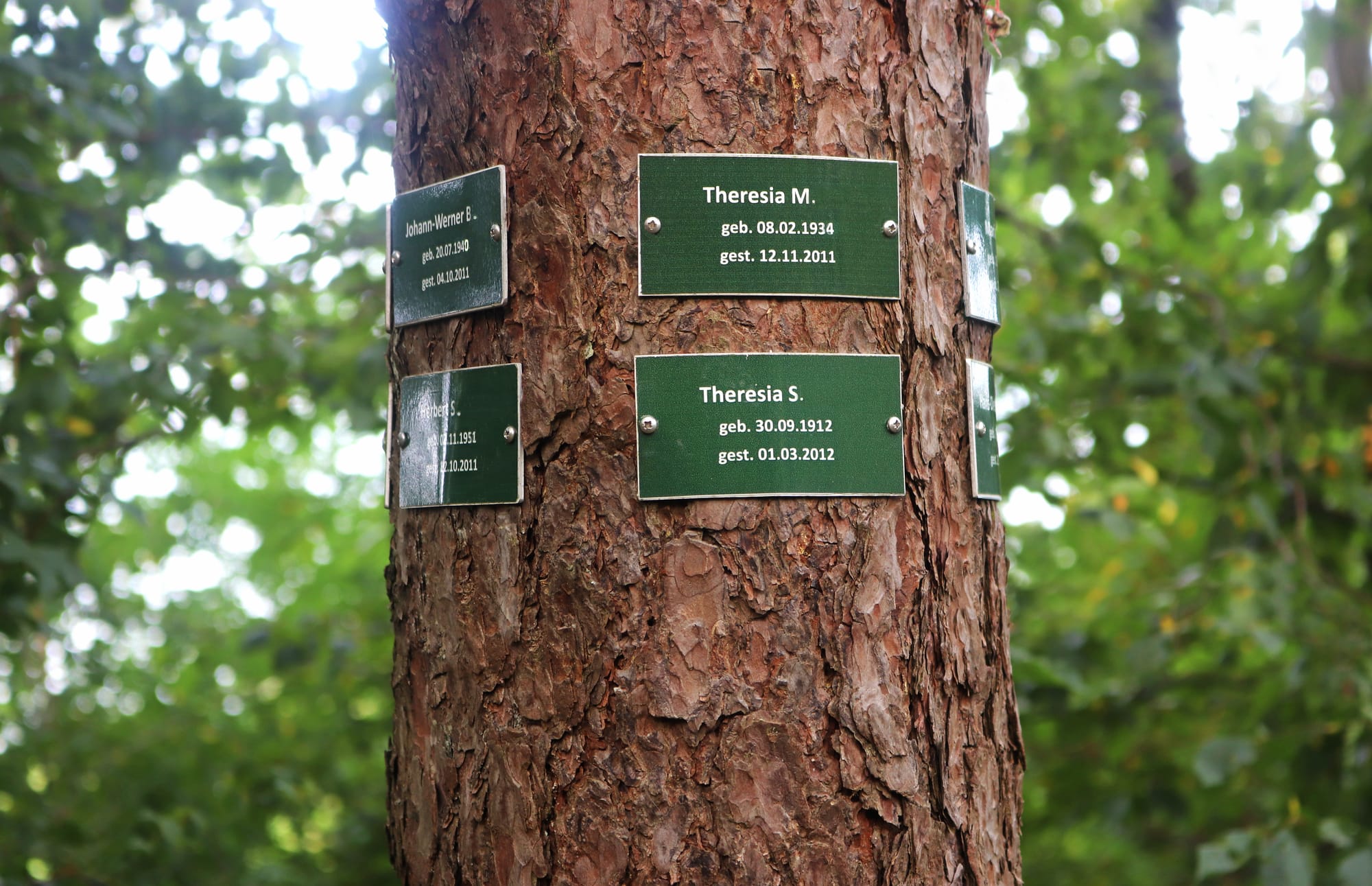 Baum eines Friedwalds mit mehreren Namensplaketten